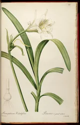 Ismene narcissiflora